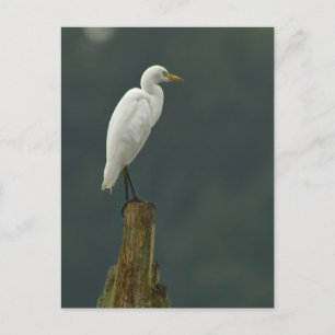 Cattle Egret Postcard