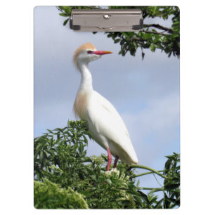 Cattle Egret - Wading Bird Series - Clip Board