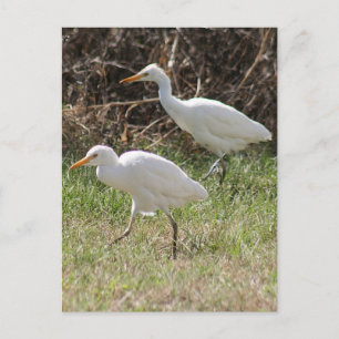 Cattle Egrets Photo Postcard