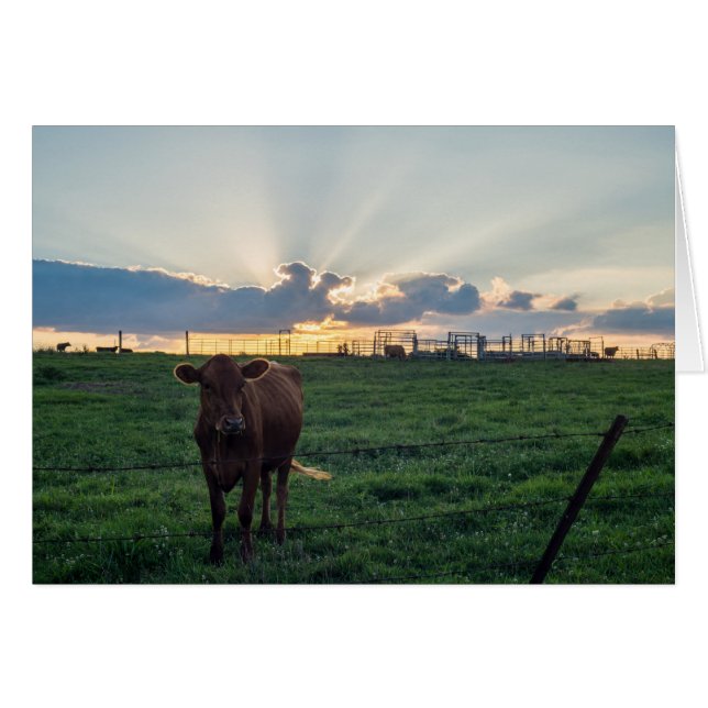 Cattle Farm Sunset (Front Horizontal)