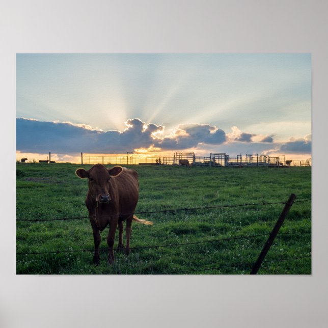 Cattle Farm Sunset Poster (Front)