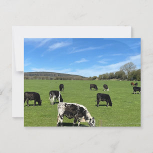 Cattle grazing in green field in Ireland Postcard