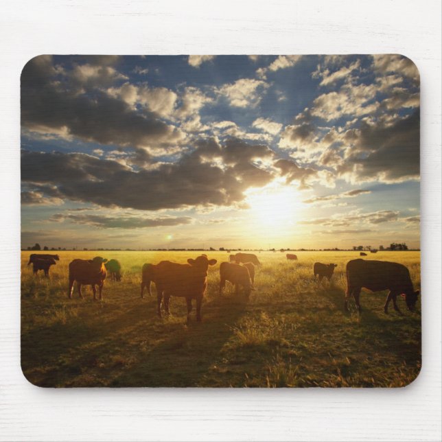 Cattle In Field, Sunset Mouse Pad (Front)
