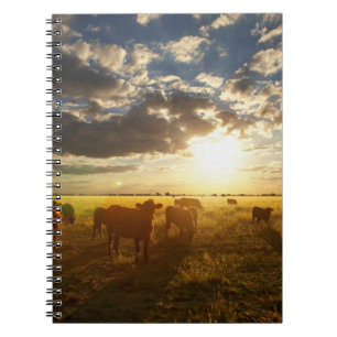 Cattle In Field, Sunset Spiral Notebook