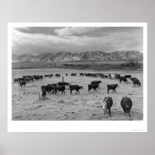 Cattle In South Farm 1943 Poster