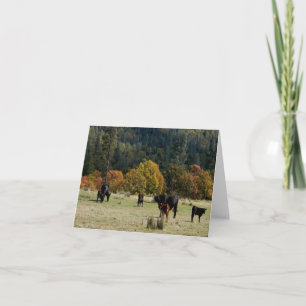 Cattle in the country... card