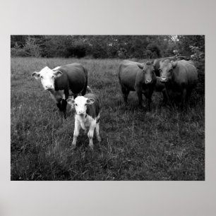 Cattle in the Pasture Poster