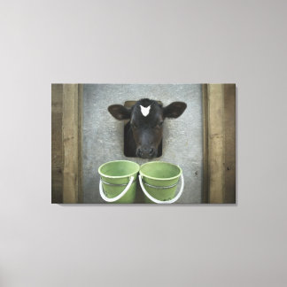 Cattle, Individual Pen Canvas Print