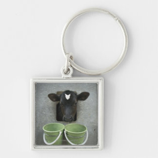 Cattle, Individual Pen Key Ring