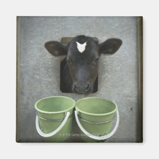 Cattle, Individual Pen Magnet