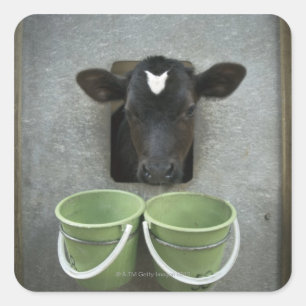 Cattle, Individual Pen Square Sticker