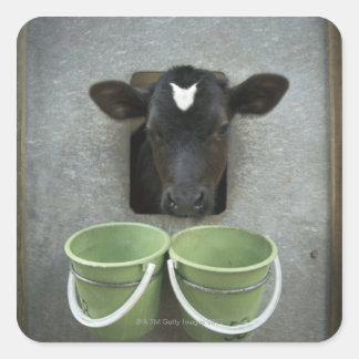 Cattle, Individual Pen Square Sticker
