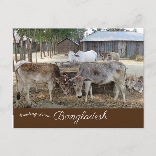 Cattle Jamuna River Bangladesh Postcard (Front)