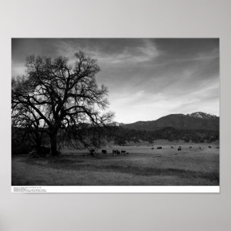 Cattle North of Stonyford, Colusa County, CA, 1966 Poster