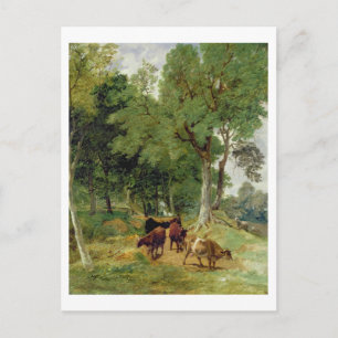 Cattle on a Devonshire Lane Postcard