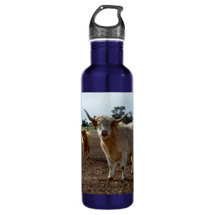 Cattle on the Loose: Highland Cows Wheat Heist 710 Ml Water Bottle