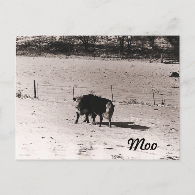 Cattle Postcard (Front)