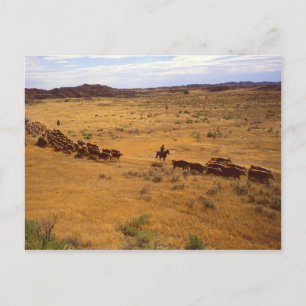 Cattle roundup postcard