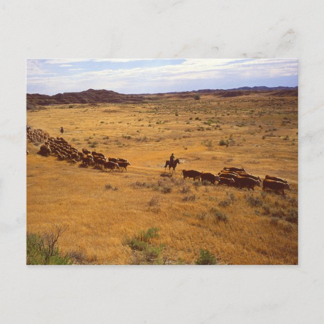 Cattle roundup postcard (Front)