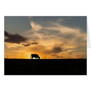 Cattle Sunset Silhouette