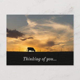 Cattle Sunset Silhouette Postcard