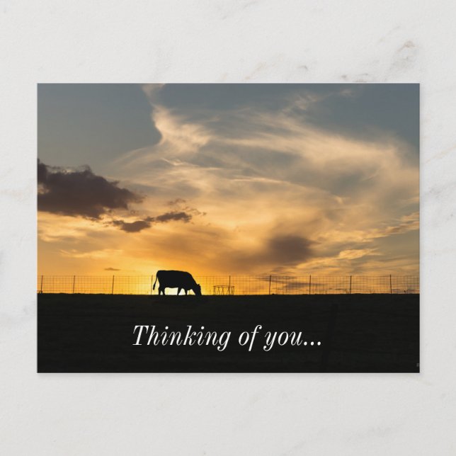 Cattle Sunset Silhouette Postcard (Front)