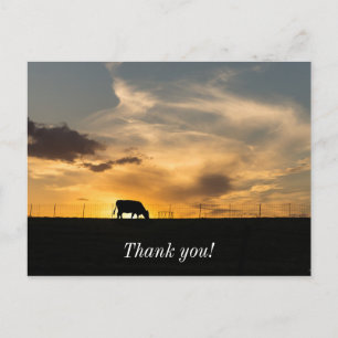 Cattle Sunset Silhouette Postcard