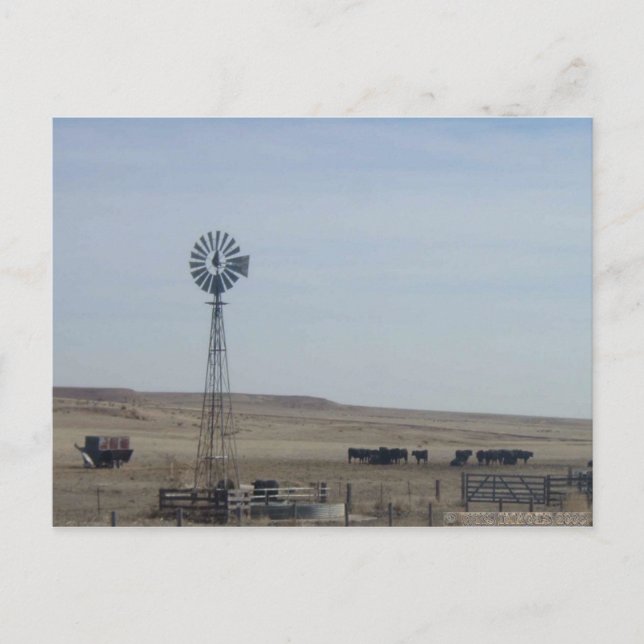 Cattle,Windmill and Ghost Postcard (Front)