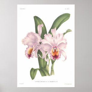 Cattleta trianae poster