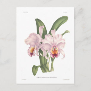 Cattleta trianae var exornata postcard
