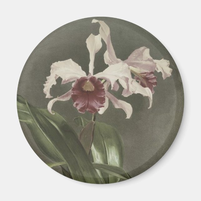 Cattleya Arnoldiana Orchid Magnet (Front)