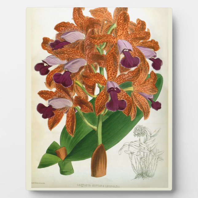 Cattleya Guttata Leopoldii Vintage Lindenia Orchid Plaque (Front)