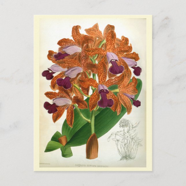 Cattleya Guttata Leopoldii Vintage Lindenia Orchid Postcard (Front)