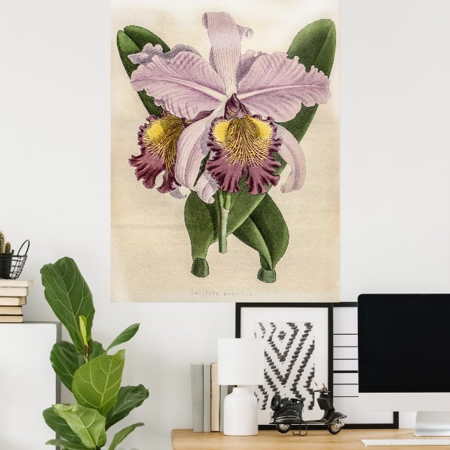 Cattleya Hardyana Orchid  Poster (Home Office)