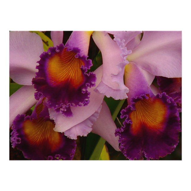 Cattleya Hybrid Orchid Framed Print (Front)