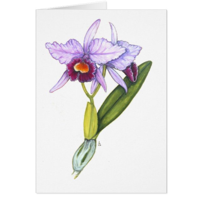 Cattleya labiata (Front)