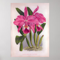 Cattleya Labiata Vintage Deep Pink Orchids