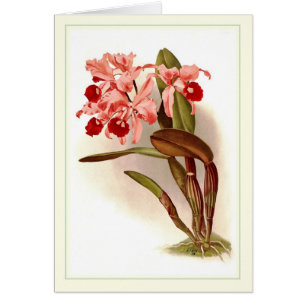 Cattleya lawrenceana