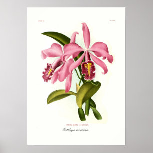 Cattleya maxima poster