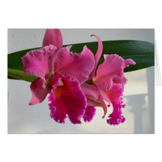 Cattleya Orchid