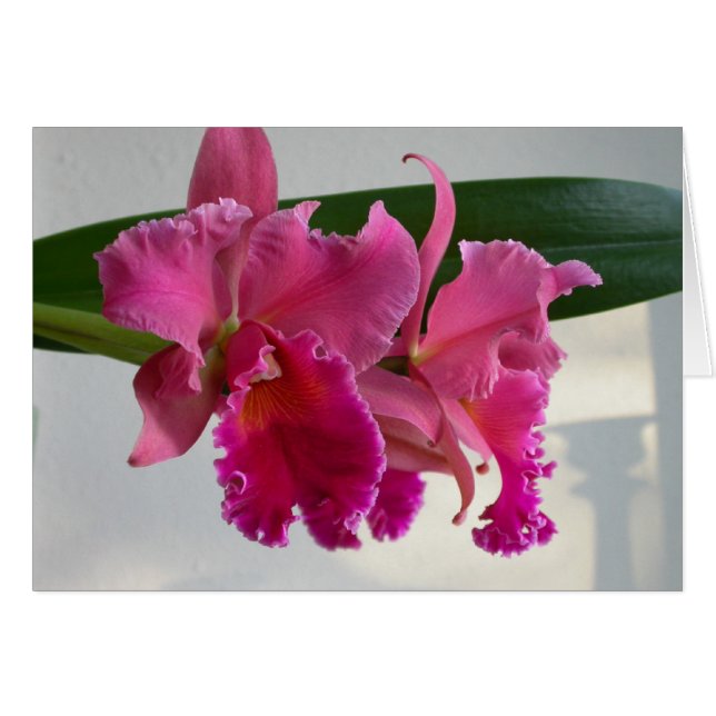 Cattleya Orchid (Front Horizontal)
