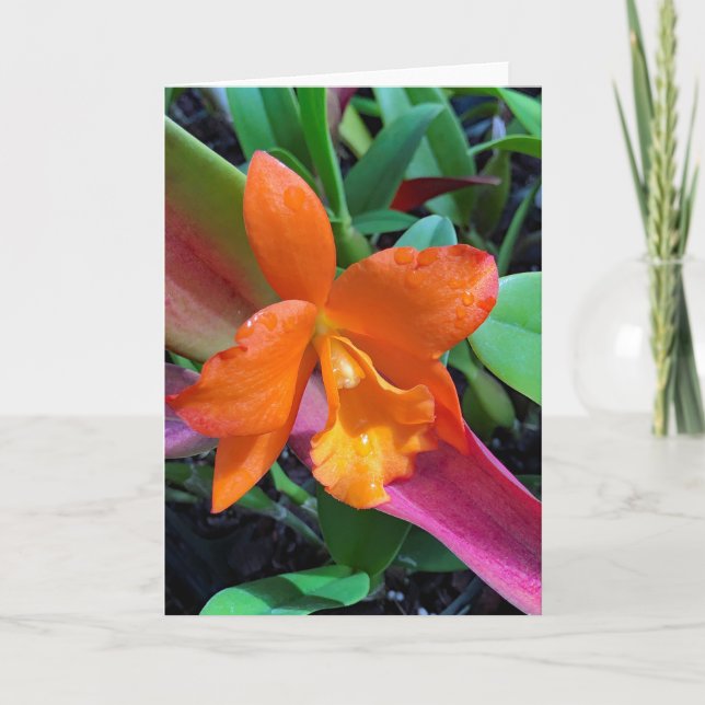 Cattleya Orchid Card (Front)
