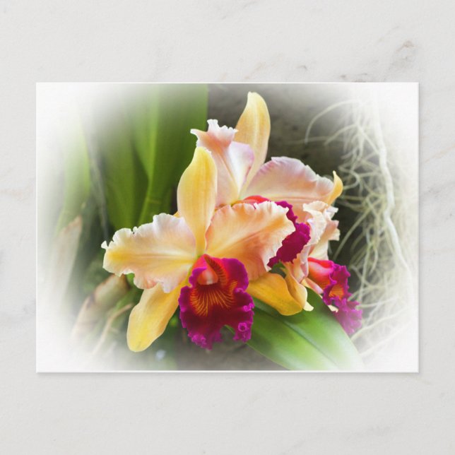 Cattleya Orchid Flower Postcard (Front)