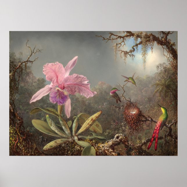 Cattleya Orchid - Martin Heade Fine Art Poster (Front)