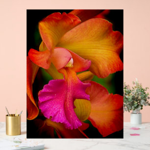 Cattleya Orchid Portrait Acrylic Sign