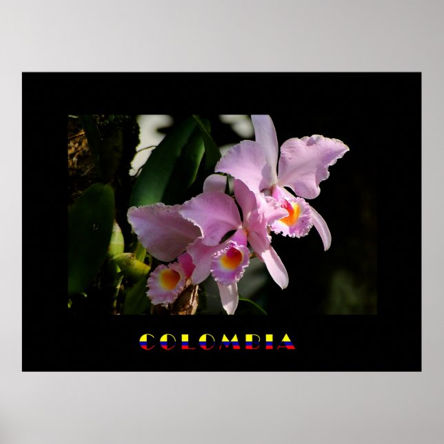 Cattleya Orchid Poster (Front)