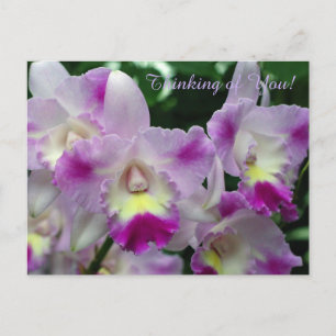 Cattleya Orchid Purple Flowers Postcard