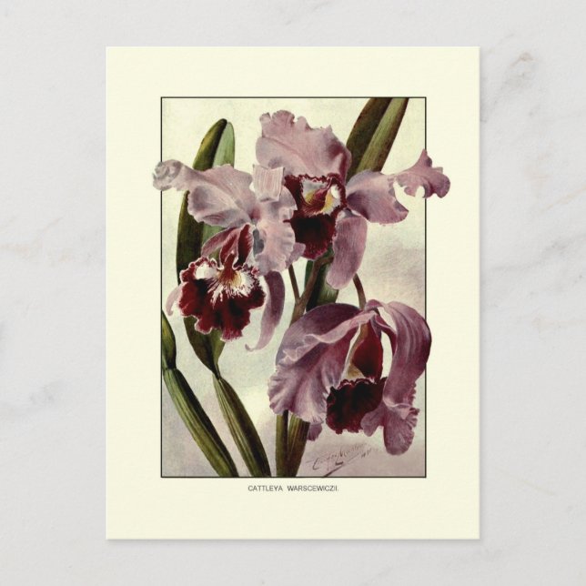 Cattleya orchids postcard (Front)