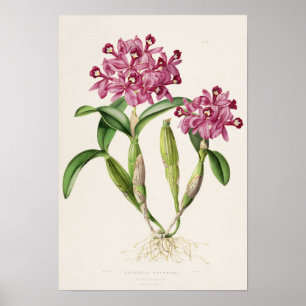 Cattleya skinneri by Bateman Orchid Print