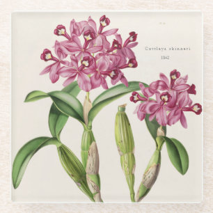 Cattleya skinneri by Bateman Orchid Print Glass Coaster